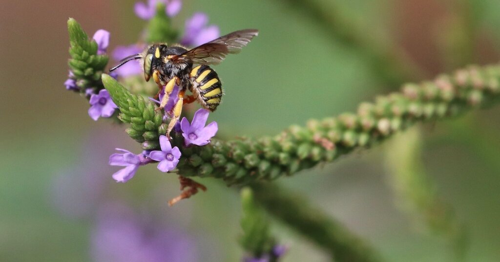 Featured image for "January 23, 2024 Spelling Bee Answers Revealed"