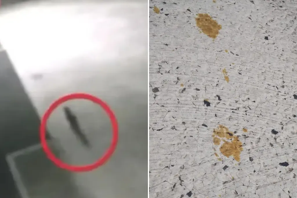 Featured image for Toxic Chemical Cat: Japanese City's Health Warning