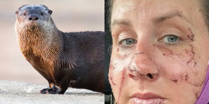 Featured image for Otter Attacks Leave Hollywood Actress and 'Succession' Actor Injured
