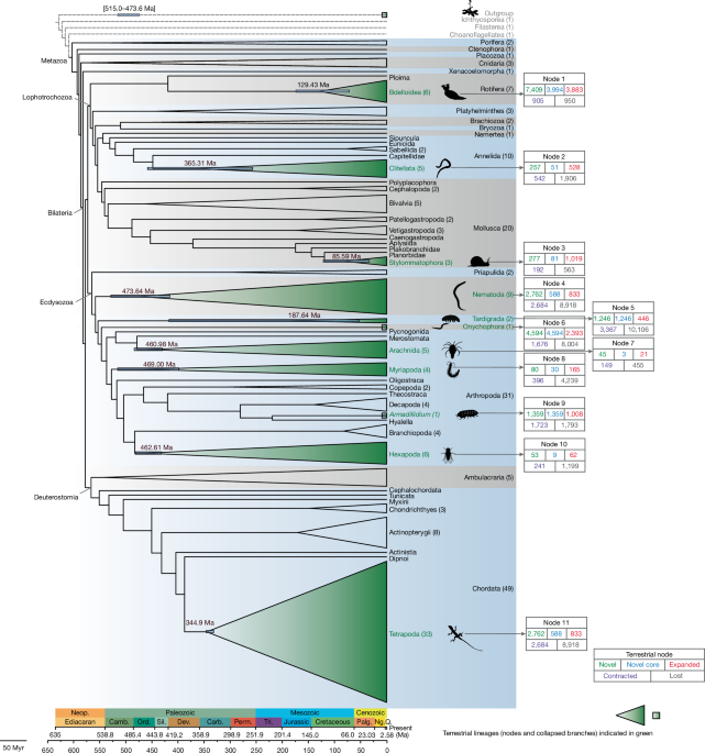 Featured image for Genomic convergence drove the rise of land animals