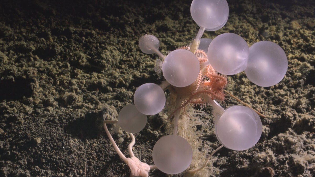 Featured image for Scientists Discover 'Death-Ball' Sponge and Other Deep-Sea Creatures in Southern Ocean