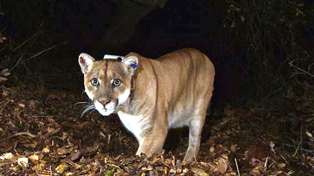 Featured image for "Nebraska's Hunt for Elusive Mountain Lion Captured on Ring Doorbell Camera"