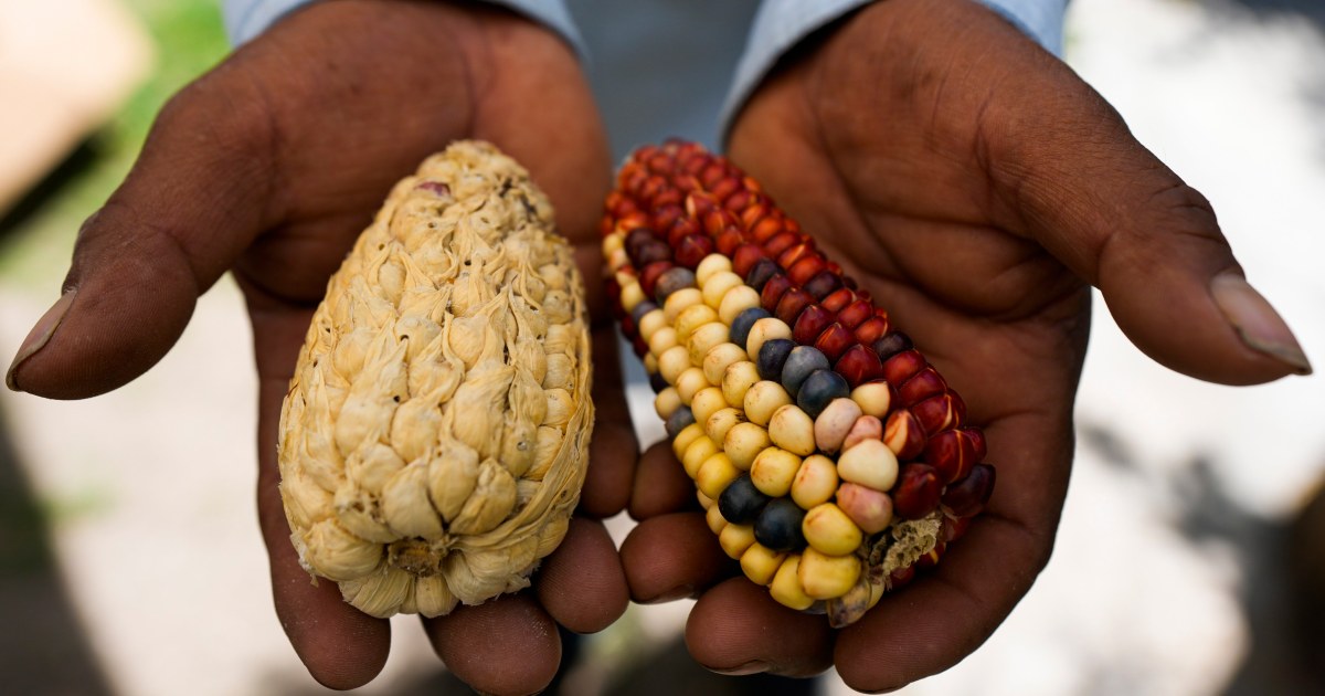 Featured image for "Revival of Mexico's Heirloom Corn Strains Driven by Growing Demand"