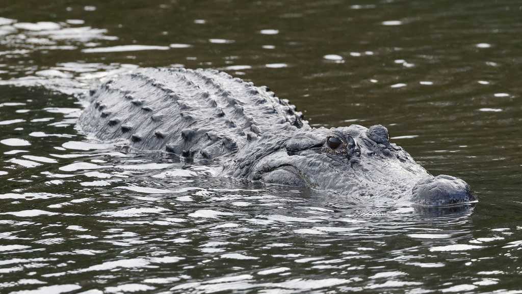 Featured image for Florida Man Survives Alligator and Crocodile Attacks