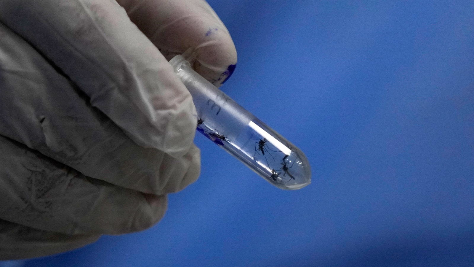 Featured image for Puerto Rico Declares Public Health Emergency Due to Dengue Spike