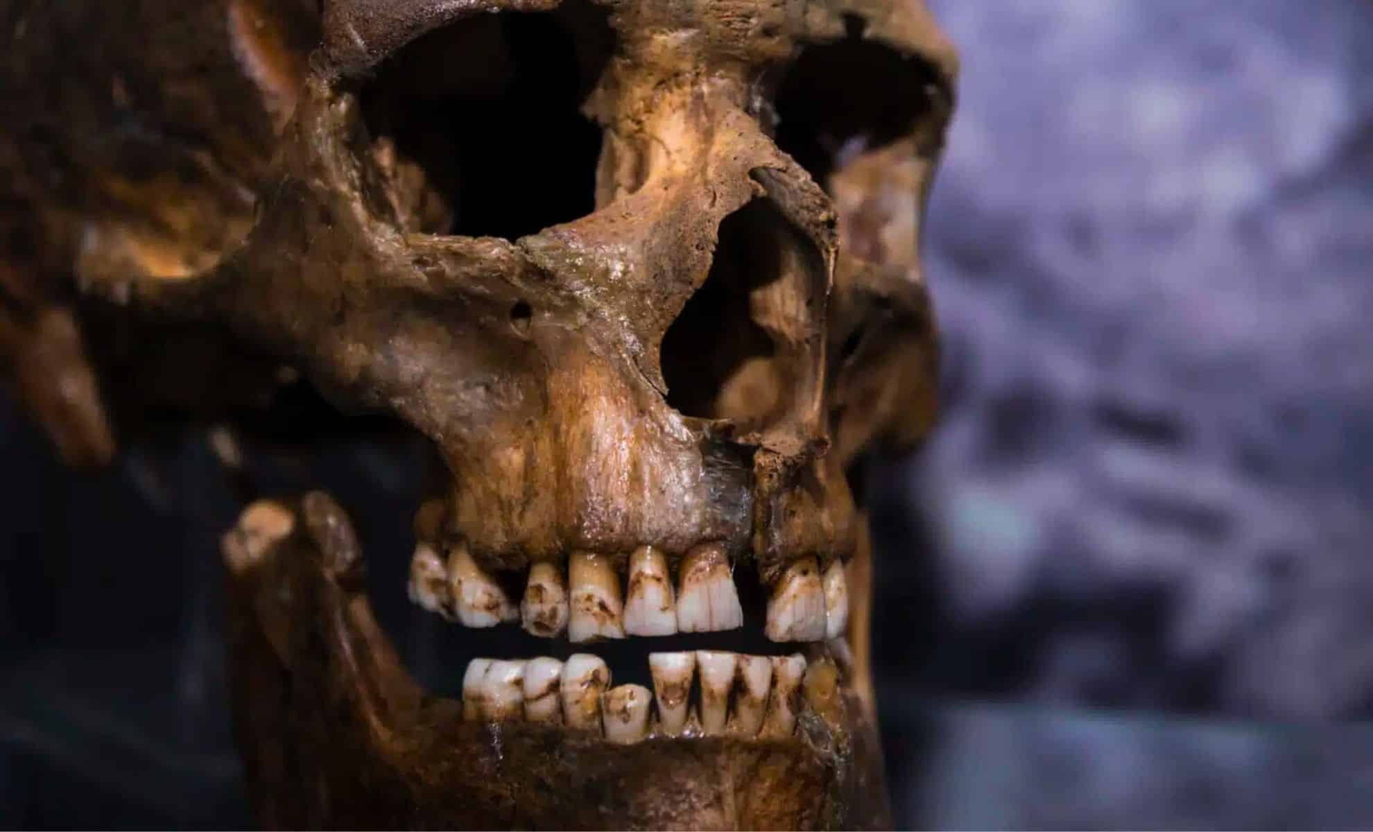 Featured image for Ancient Chinese Dental Fossils Uncover 300,000-Year-Old Hybrid Ancestor