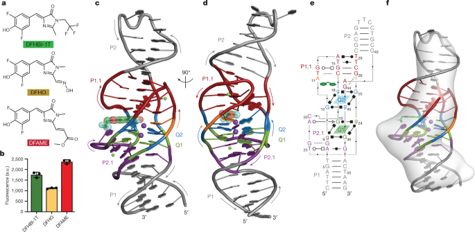 Featured image for DNA Mimics GFP with Intricate 3D Architecture for New Functions.