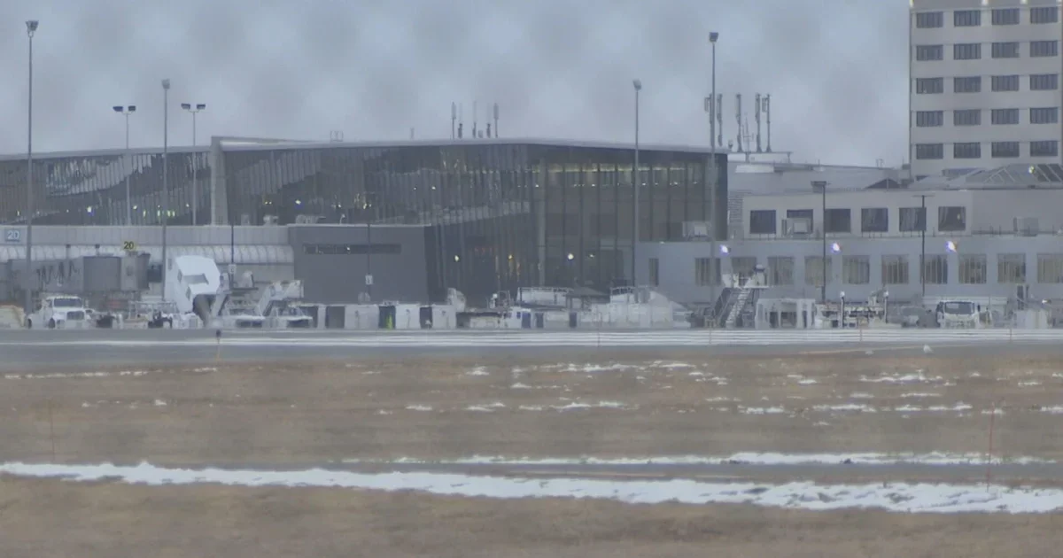 Moose euthanized at Connecticut airport after wandering onto runway.