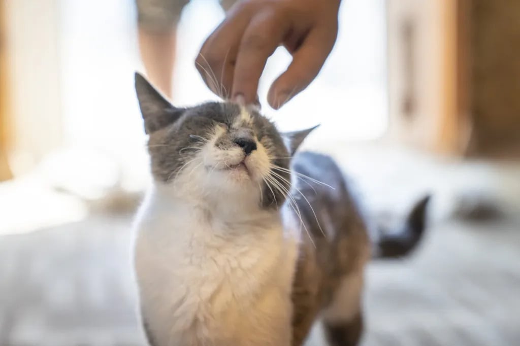 Featured image for Cracking the Code: Scientists Uncover the Secrets of Cat Purring