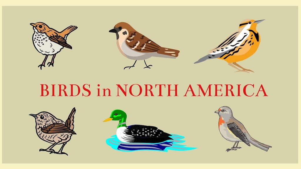Featured image for "Harmonious Melodies: Exploring North American Bird Songs"