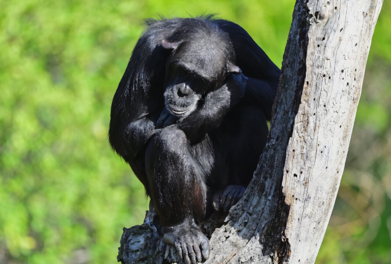 Featured image for Chimpanzees Show Humanlike Cultural and Technological Advancements