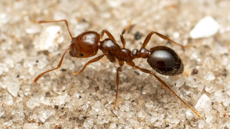 Invasive Fire Ants: A Growing Threat in Europe and Beyond