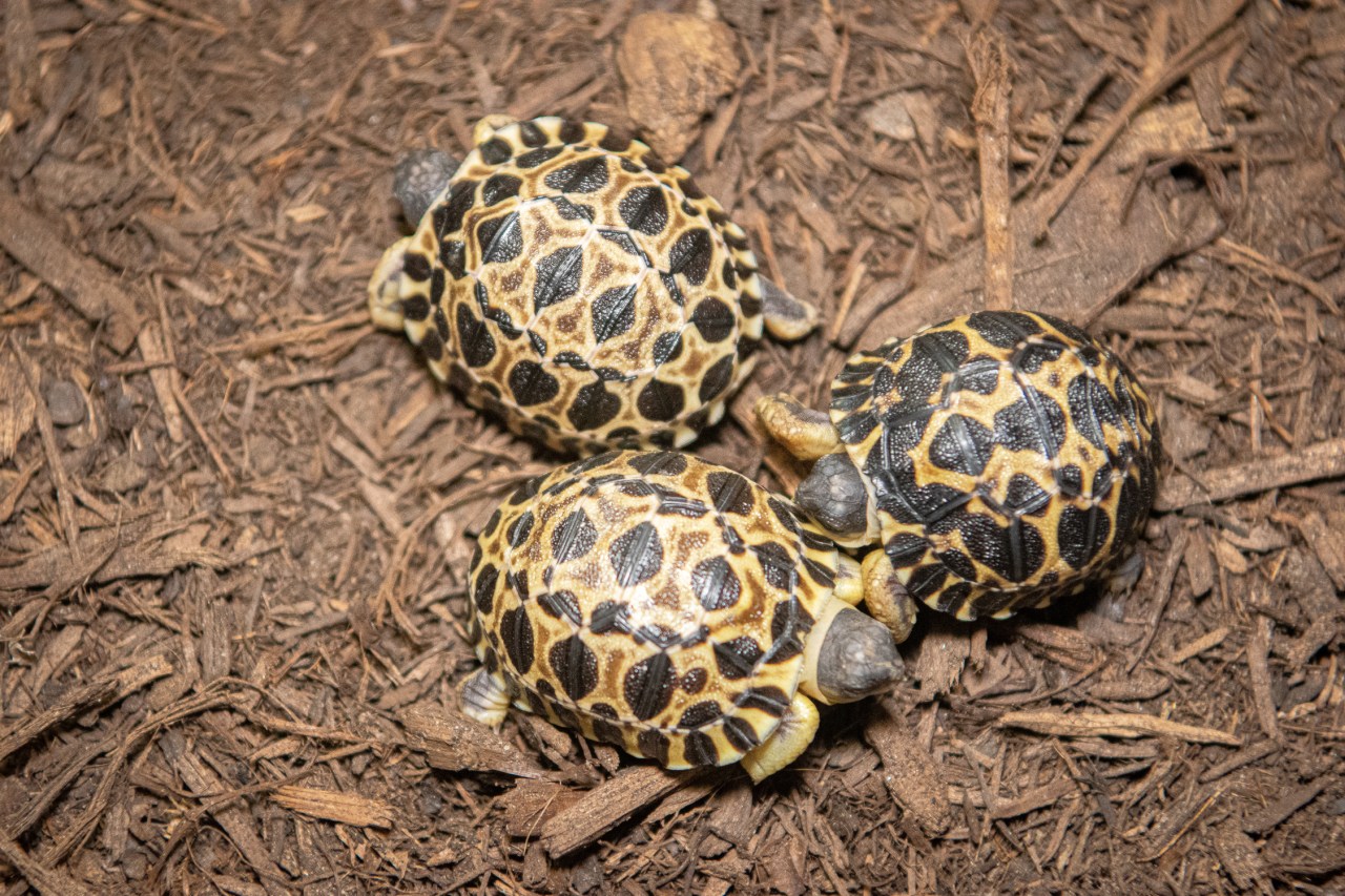 Featured image for 90-year-old tortoise defies age and becomes a new dad of 3 at Houston Zoo.