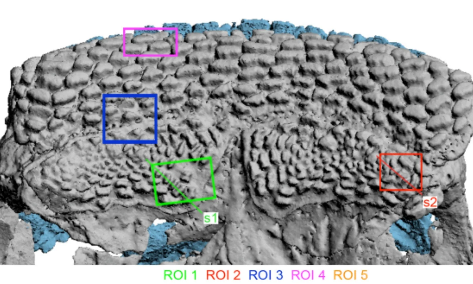 Ancient Arctic fish rewrites the teeth-and-jaws origin story