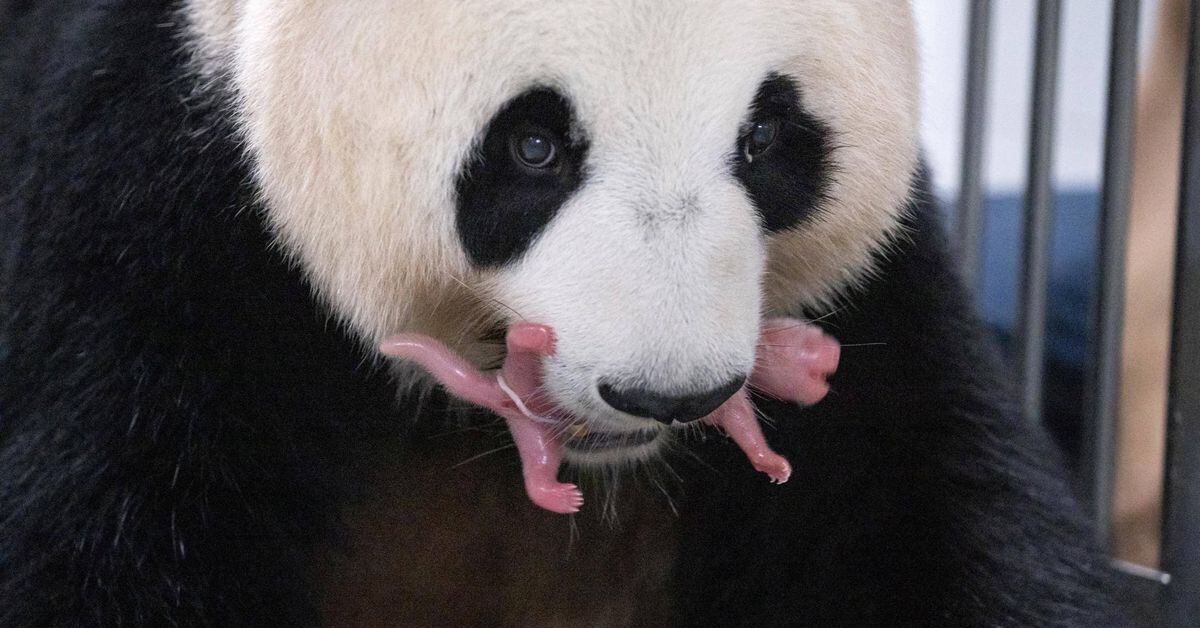 Featured image for "Rare Arrival: South Korean Zoo Celebrates Birth of Giant Panda Twins"