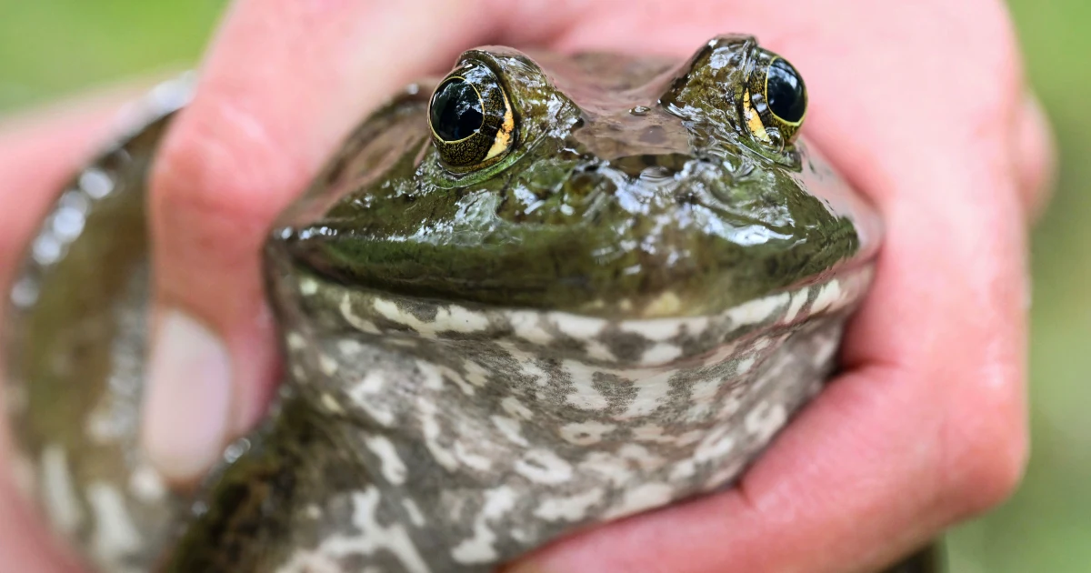 Featured image for Unexpected Surprise: Live Frog Discovered in Michigan Woman's Spinach Container