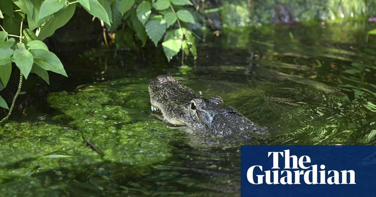 Featured image for "Alligator Chaos: New Jersey Residents on High Alert as Search for Rogue Reptile Intensifies"