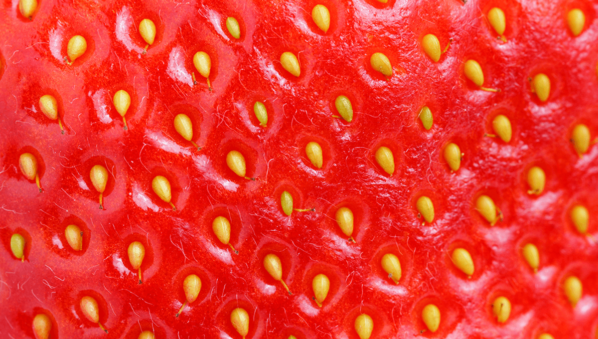Featured image for "Microscopic View of Strawberries Reveals Unsettling Truth"