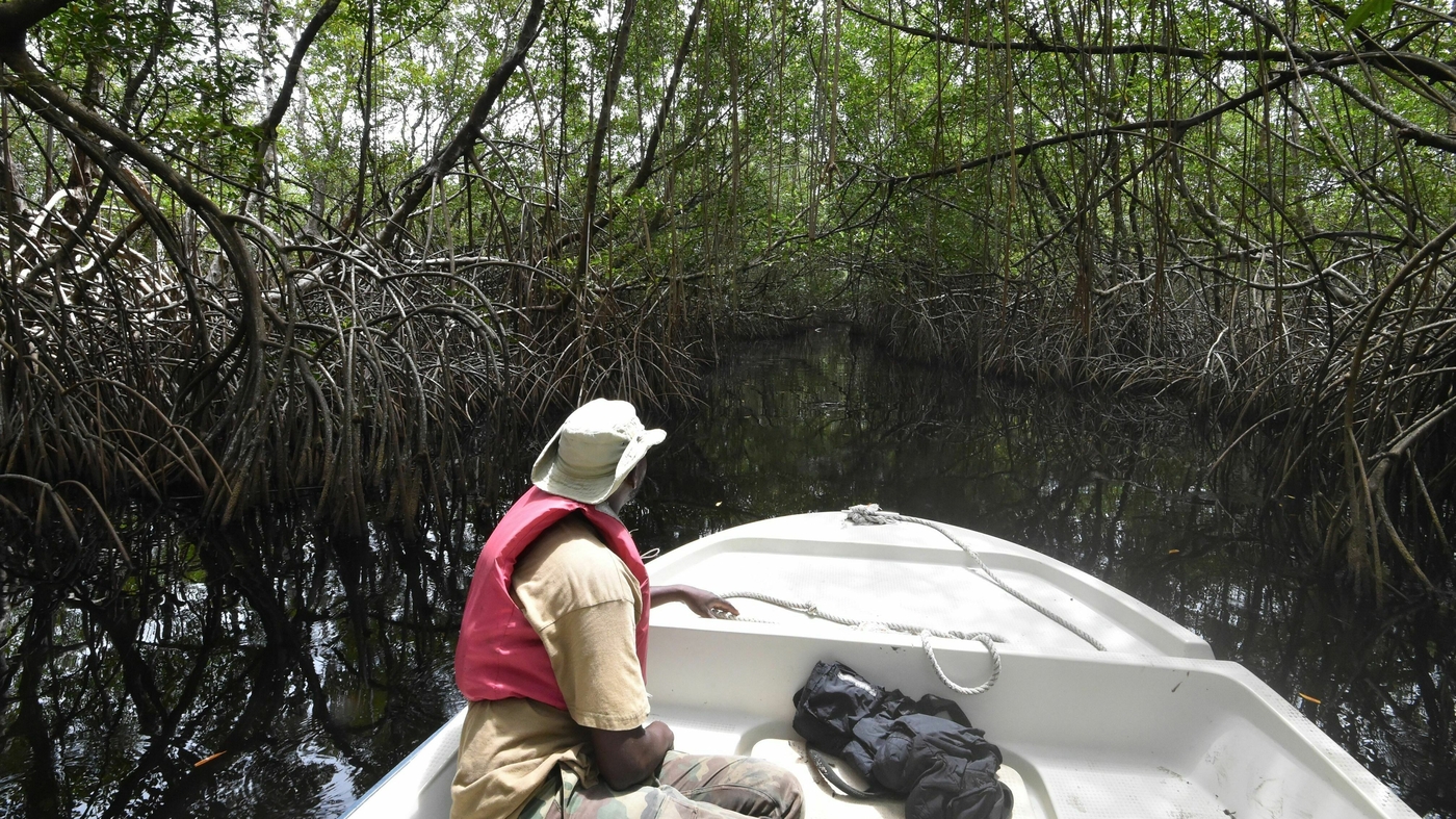 Featured image for "Report: Over Half of Mangrove Ecosystems at Risk of Collapse by 2050"