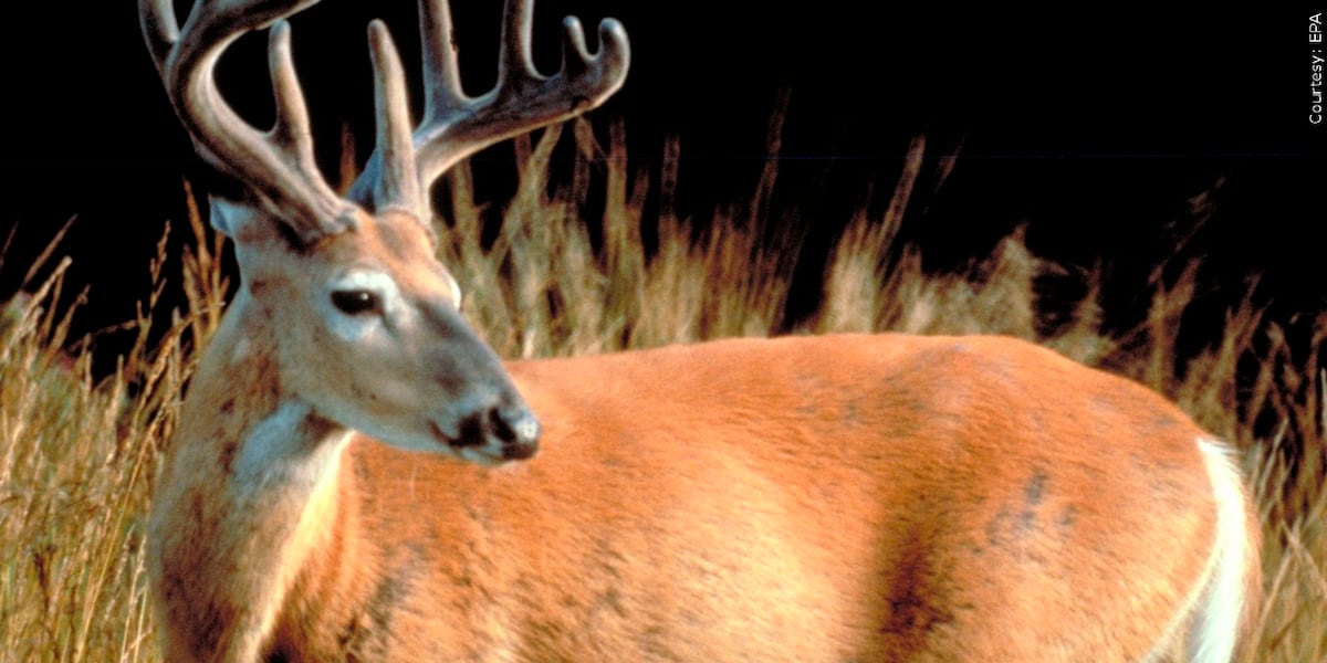 Featured image for Chronic Wasting Disease Spreads to Kentucky and Tennessee