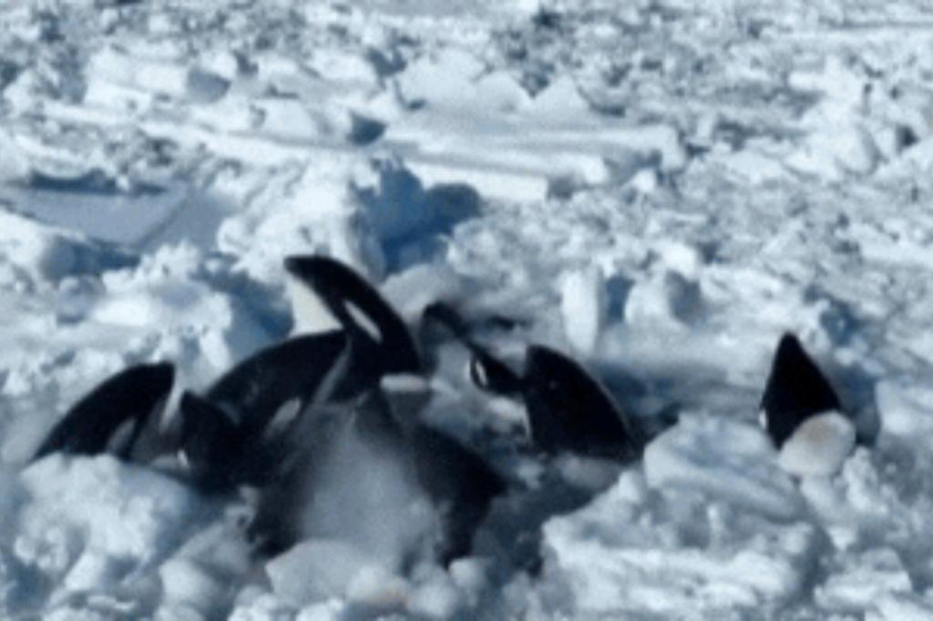 "Killer Whales Escape Drift Ice Trap Off Japan's Coast"