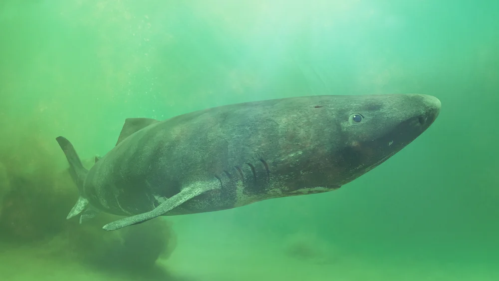 Greenland sharks may live for centuries thanks to enhanced DNA repair