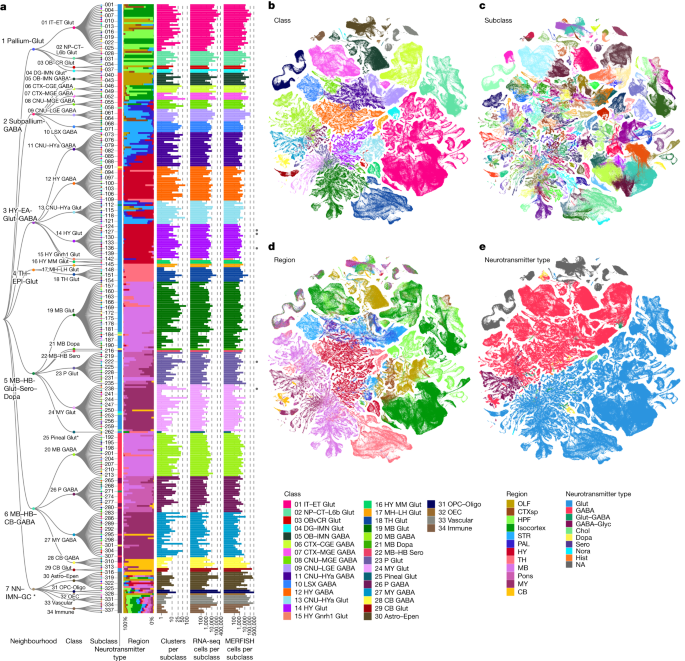 Featured image for Mapping the Mouse Brain: Unveiling the Secrets of Human DNA and Cell Types