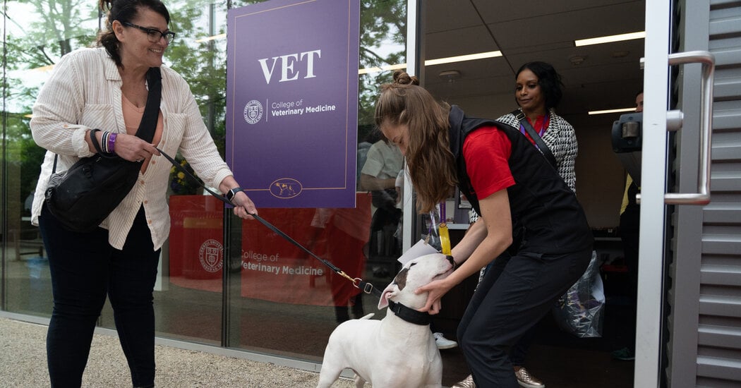Featured image for "Behind the Scenes at the Westminster Dog Show: Meet the Canine Competitors and Winners"
