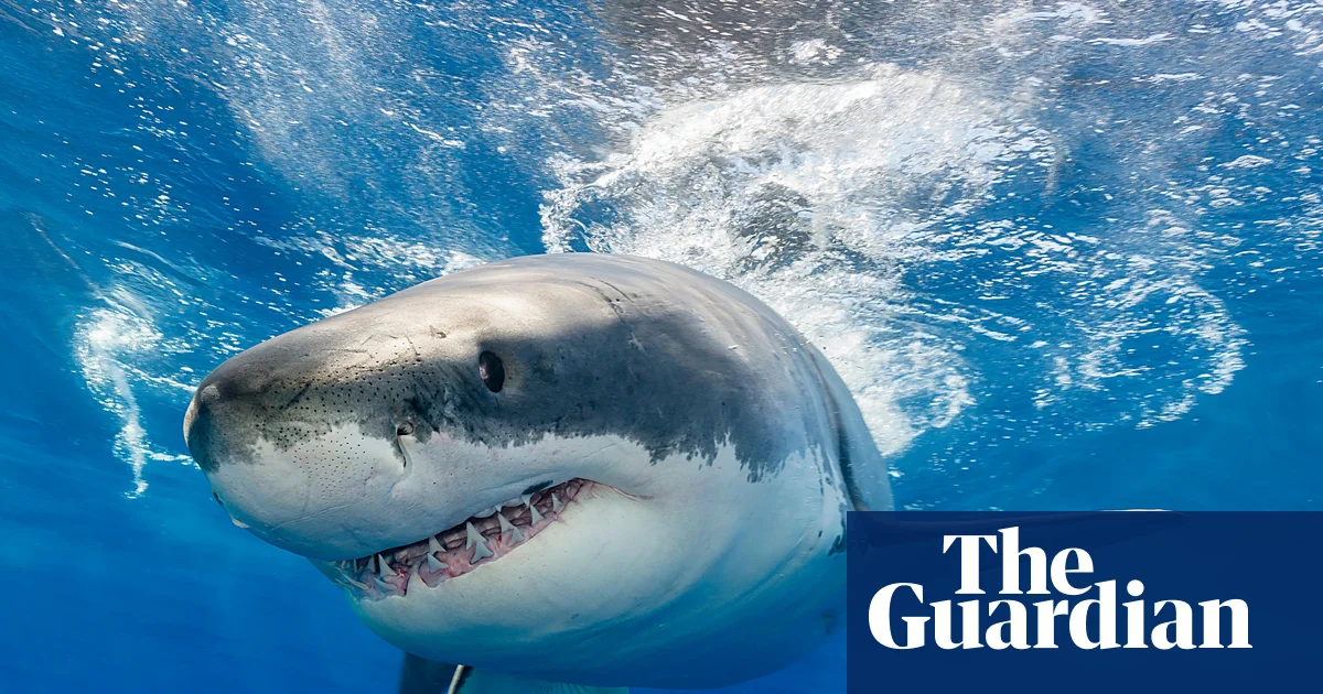 Featured image for Ocean Acidification Threatens Sharks' Teeth and Predatory Power