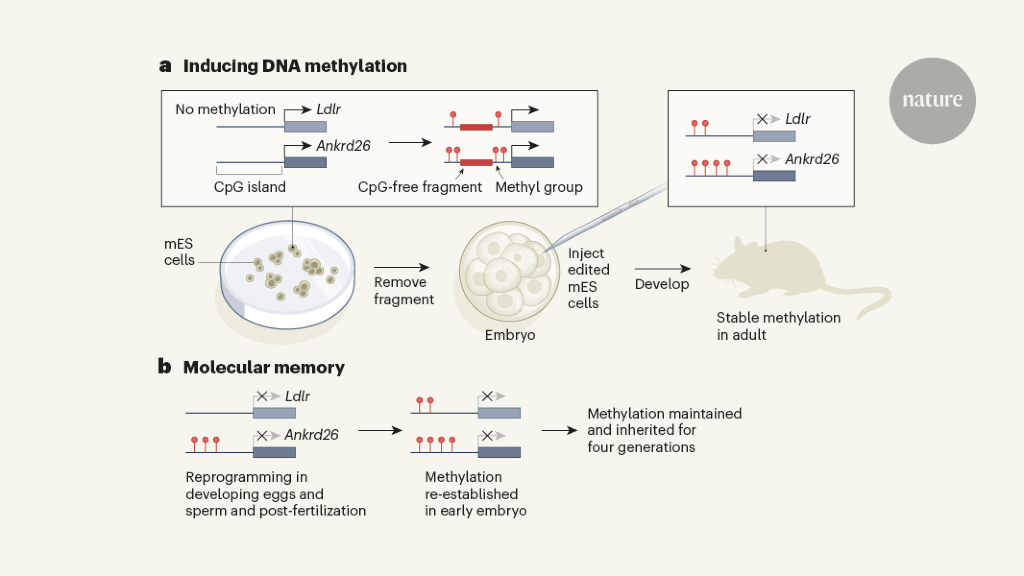 New mouse model sheds light on epigenetic DNA inheritance.