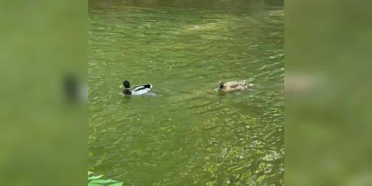 Featured image for Ducks Swimming Together, One in Danger