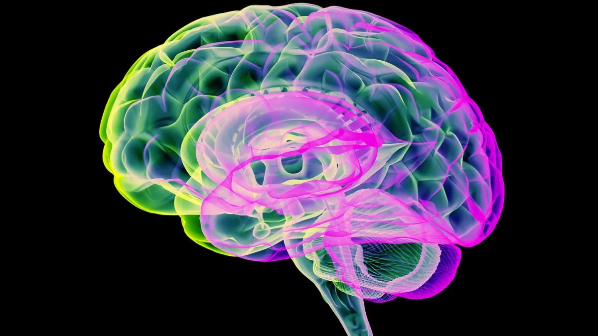 Rhythmic CO2 Pulses May Boost Brain Waste Clearance in Parkinson's