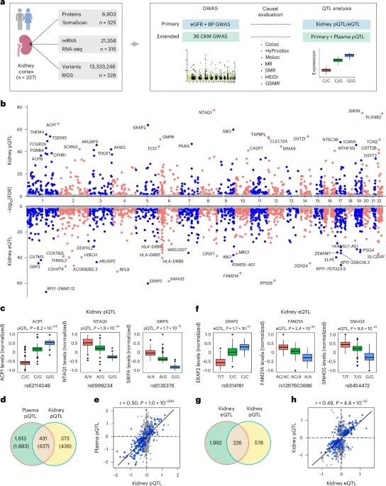 Featured image for Proteogenomic Insights into Kidney Health and Metabolic Diseases