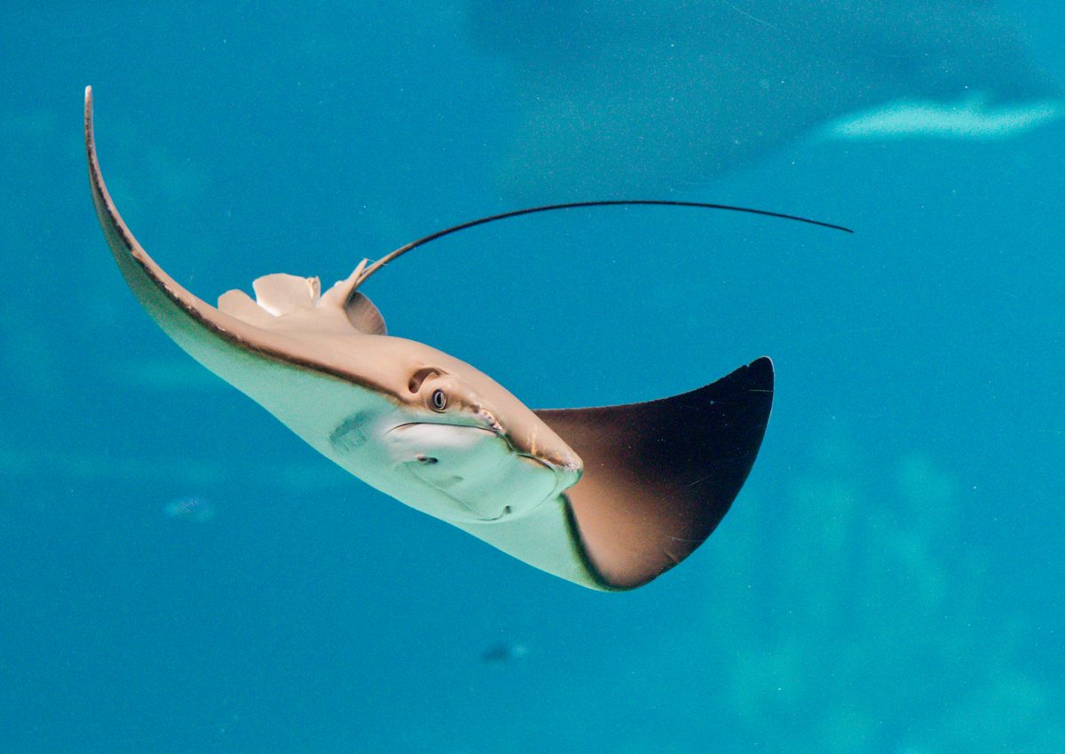 Featured image for Giant Venomous Creature Linked to Steve Irwin's Death