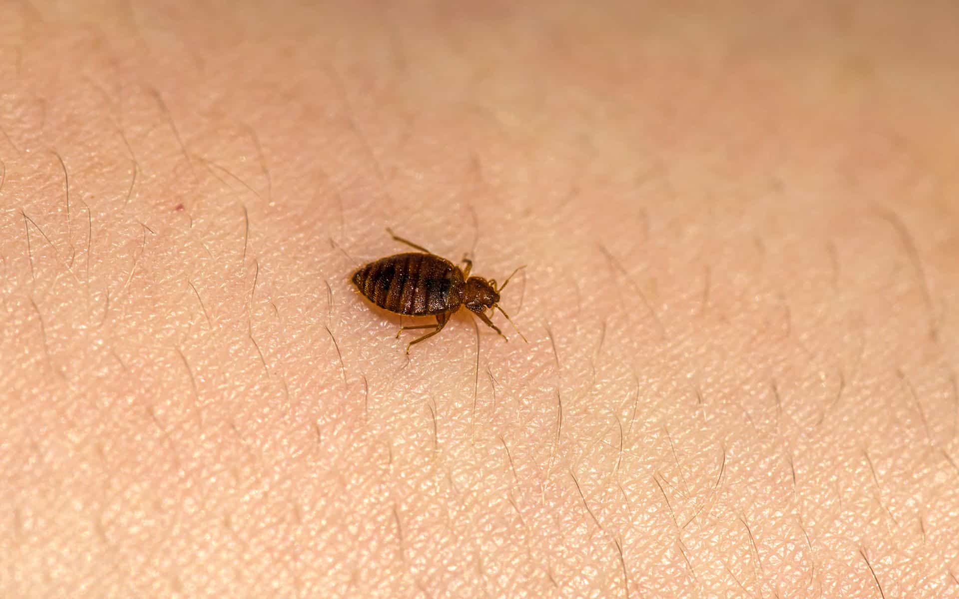 Featured image for Bed Bugs: Humanity's First Urban Pest for 60,000 Years