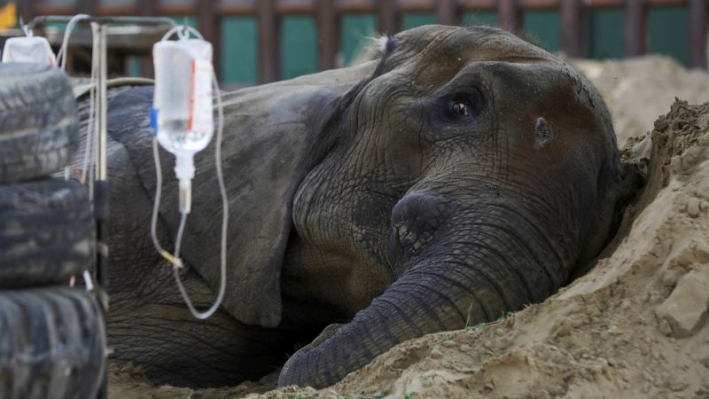 Tragic End for Noor Jehan, Critically Ill Elephant at Pakistan Zoo.