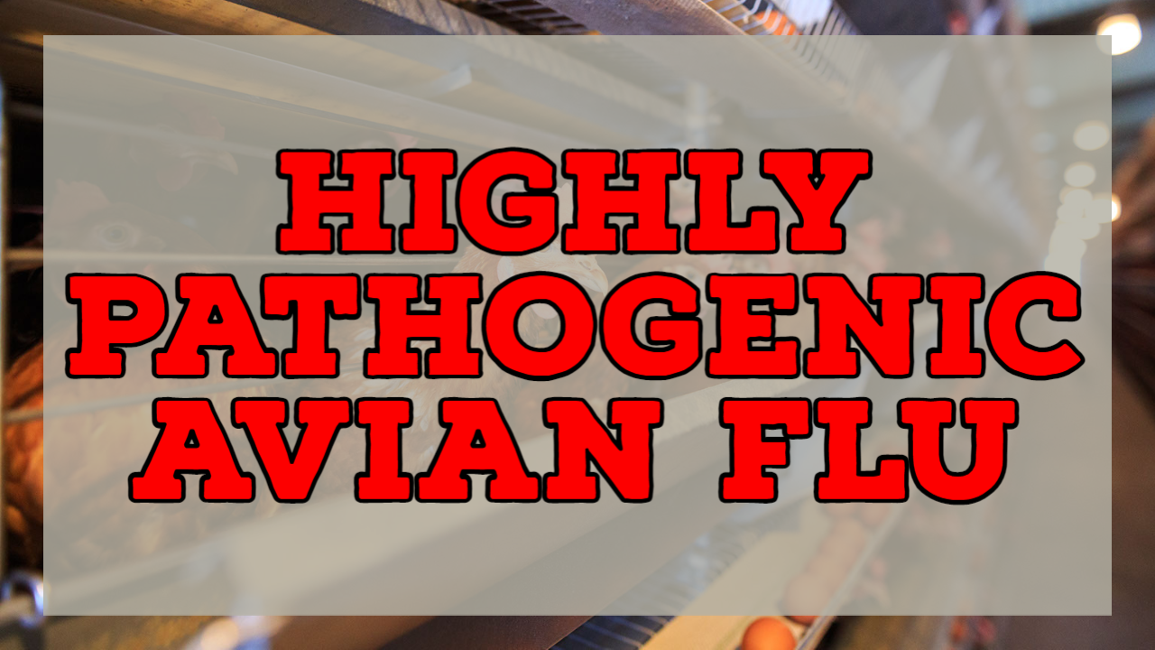 Featured image for Avian Flu Outbreak Decimates Sioux County Chicken Population