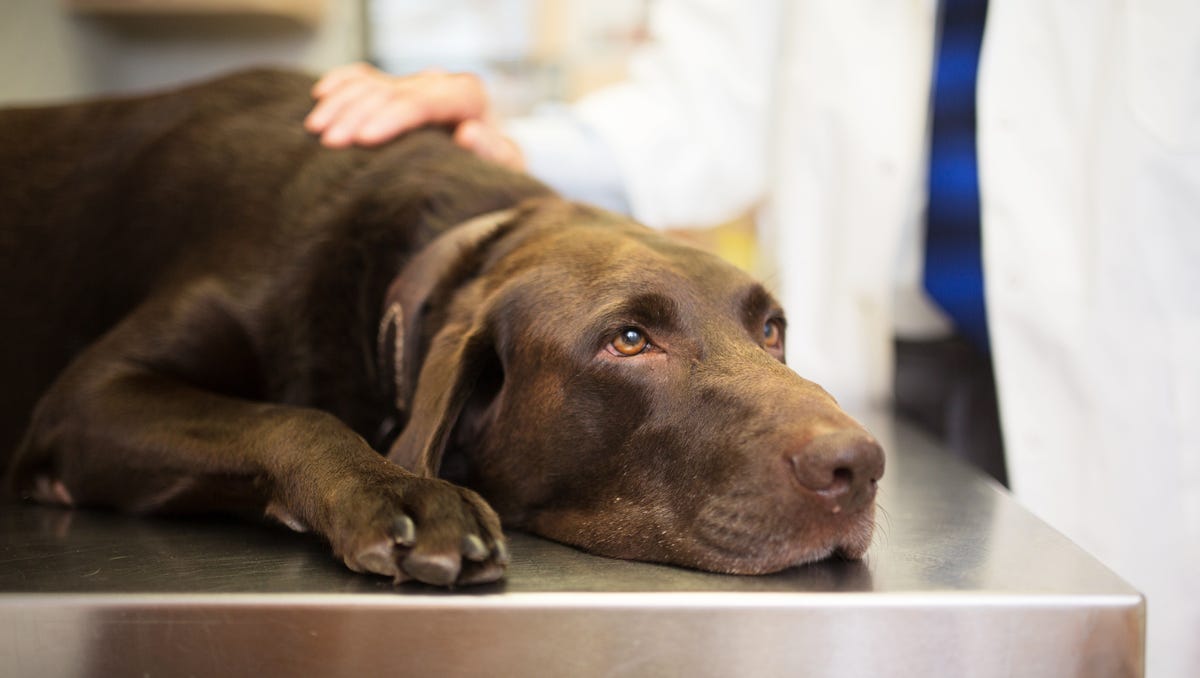 "Understanding Dog Pneumonia in 2023: Key Facts to Know"