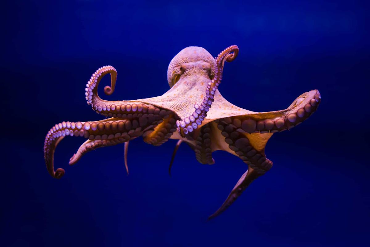 Featured image for What Do You Call a Group of Octopuses?