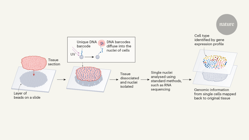 Unveiling Cellular Gene Expression in Tissue Sections