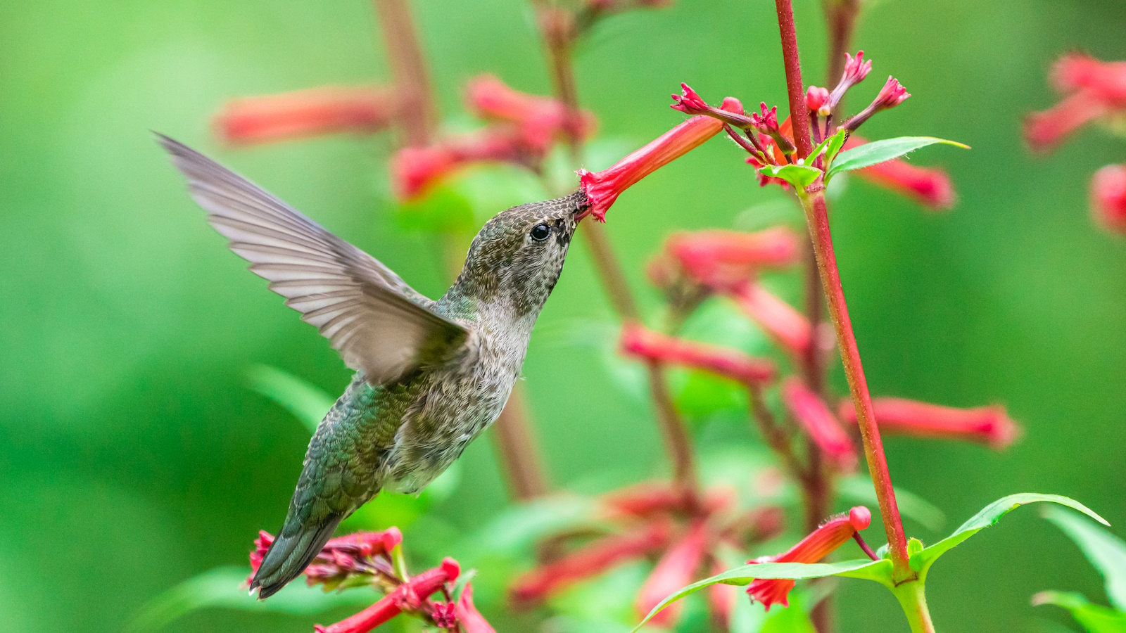 Featured image for Top 7 Flowers to Attract Hummingbirds in August
