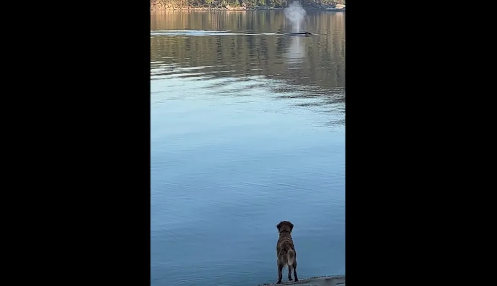 Whales, Dog, and Magic: A Captivating Encounter