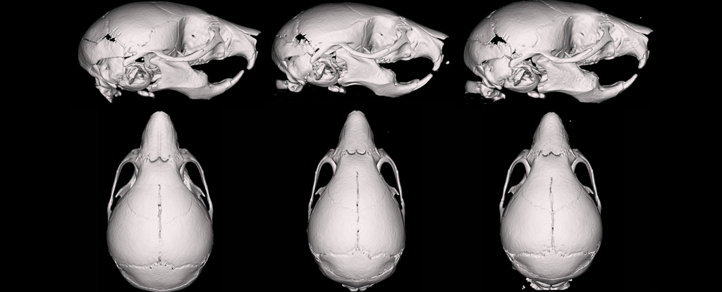 Featured image for Vape Fluid Alters Fetal Mice Skull Development, Study Finds