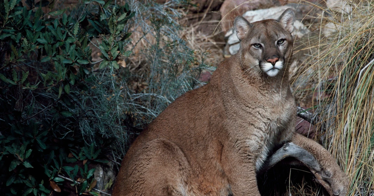 Featured image for Woman Killed in Suspected Mountain Lion Attack in Colorado