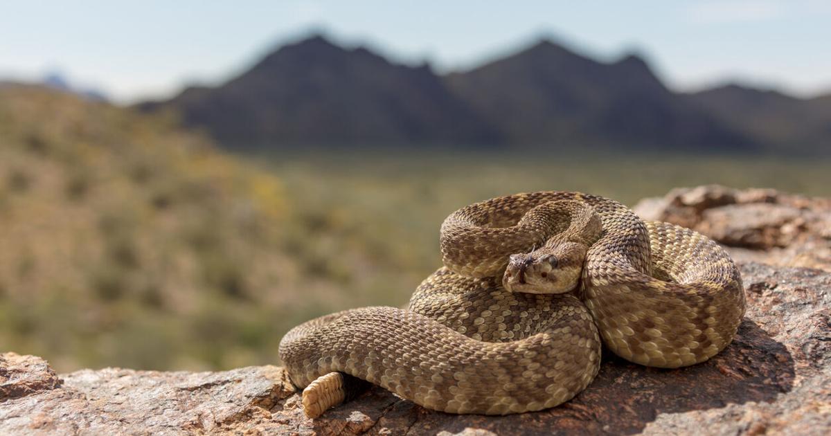 Featured image for Increased Rainfall Linked to Higher Rattlesnake Bite Risk, Study Finds
