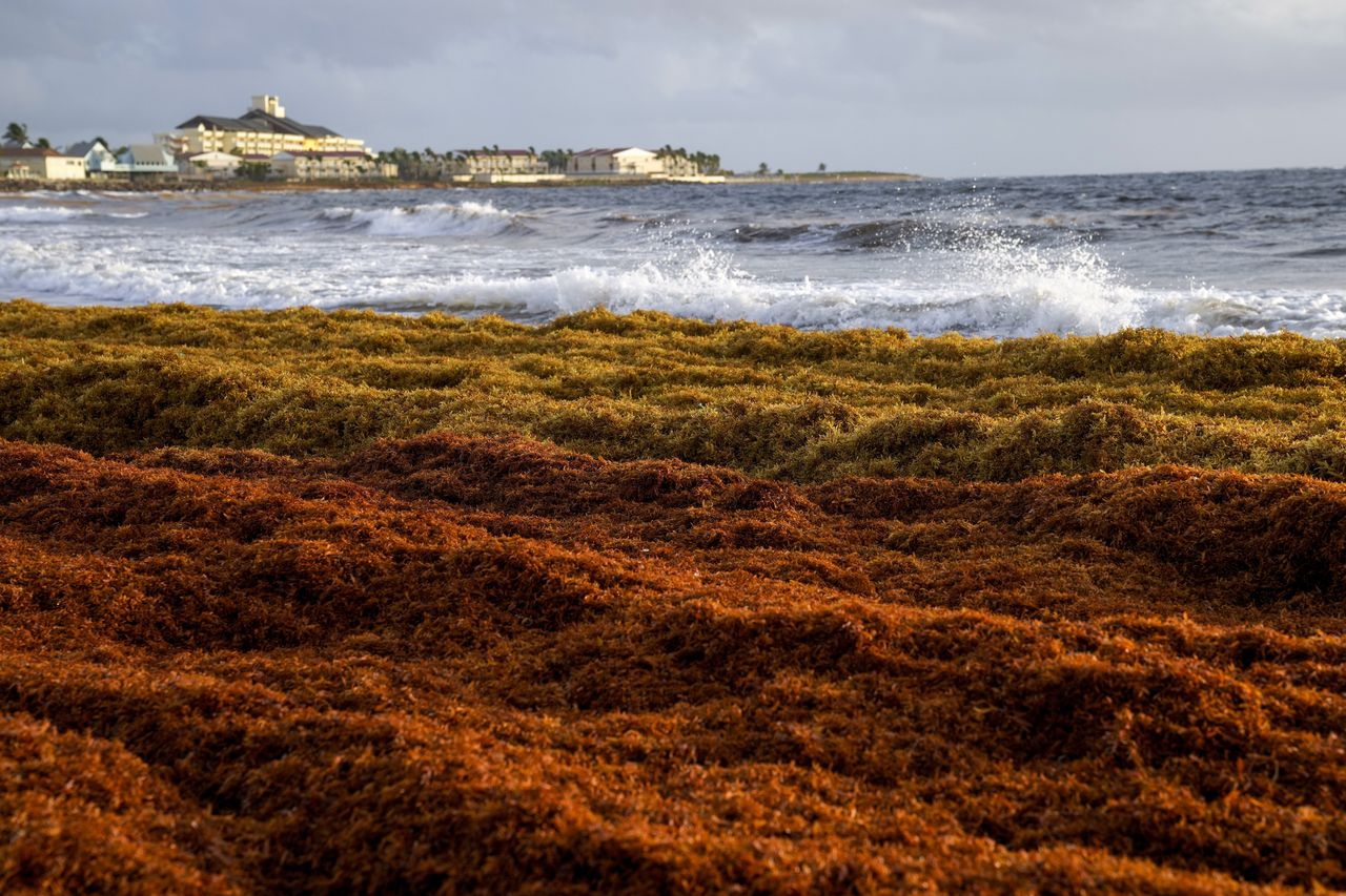 Featured image for Study reveals flesh-eating bacteria in Sargassum bloom.