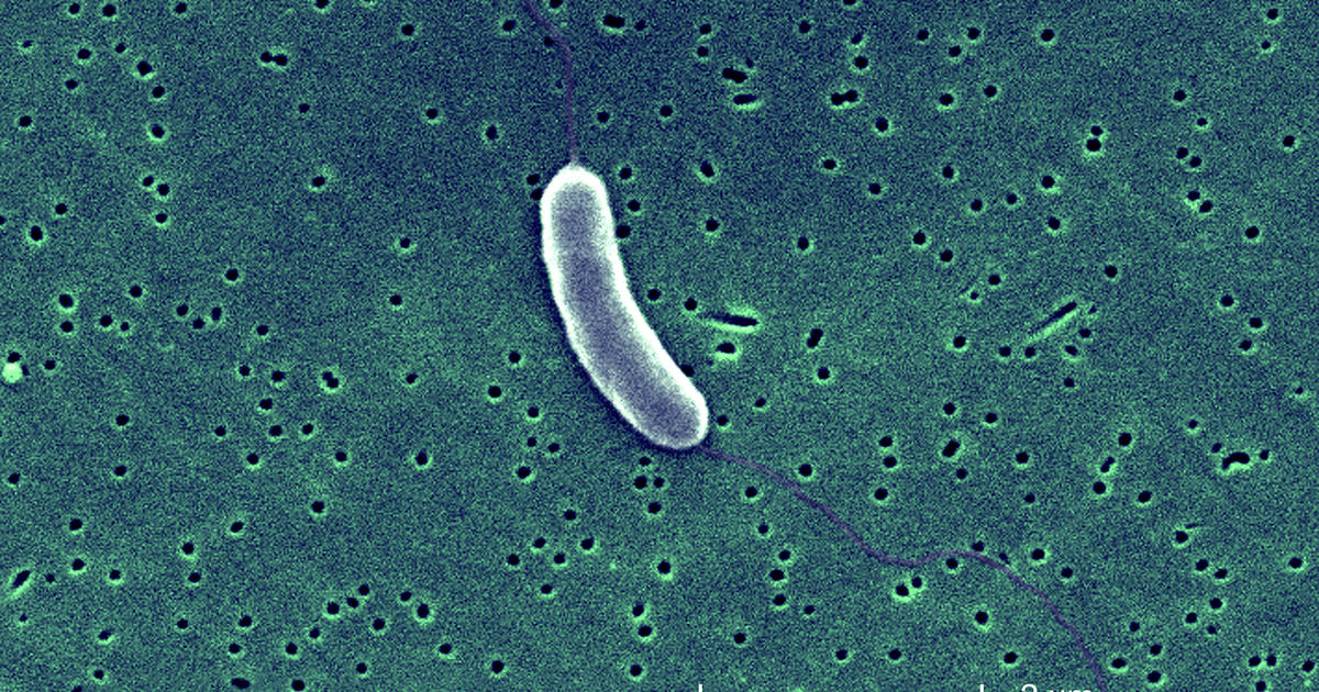 Climate Change Linked to Spread of Flesh-Eating Bacteria in US Waters