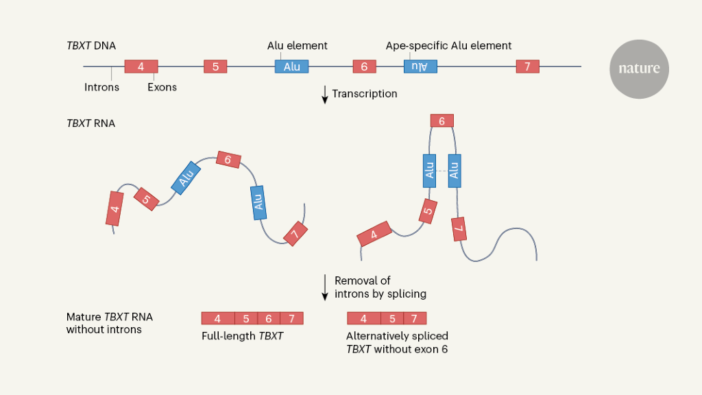 Featured image for "The Genetic Mystery of Human Tail Loss Unraveled"