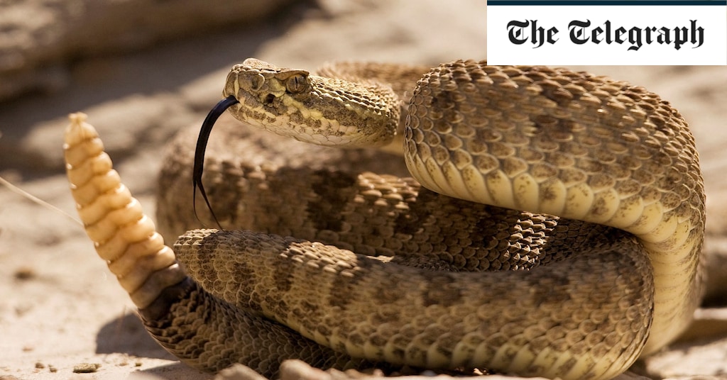 Featured image for "Breakthrough: Synthetic Antibody Offers Universal Solution to Lethal Snakebites"