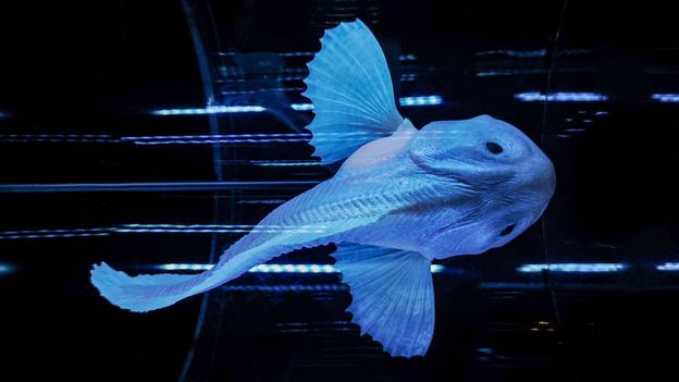 Featured image for Exploring the Depths: Discoveries of the World's Deepest Fish
